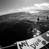 great white shark cage diving